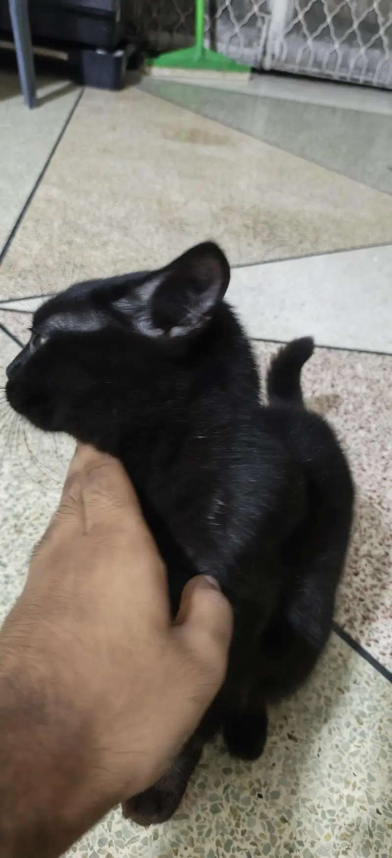 jet black Persian male — photo 3