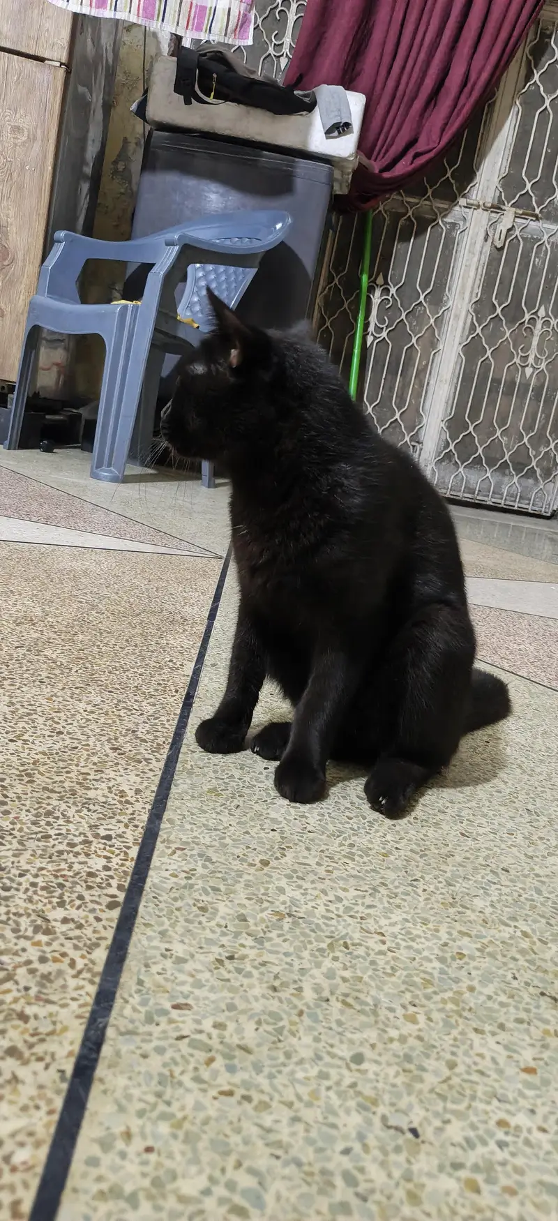 jet black Persian male — photo 4