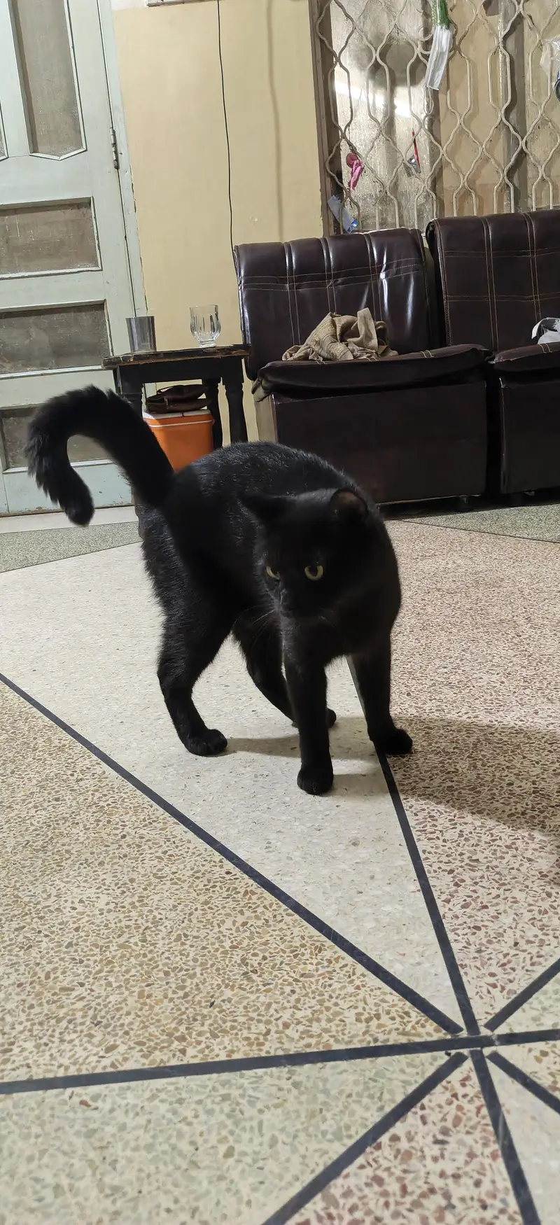 jet black Persian male — photo 5
