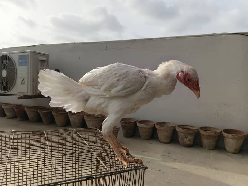 shamo and heera cross 3