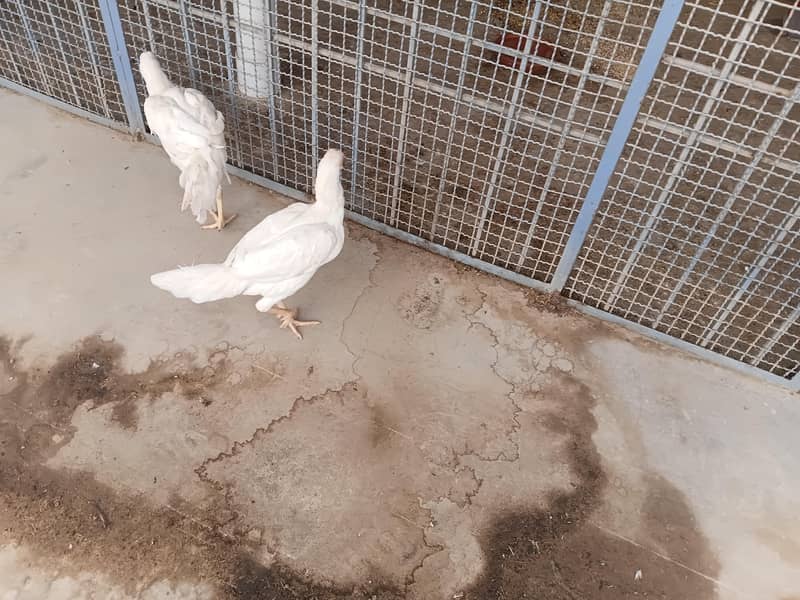 shamo and heera cross 6