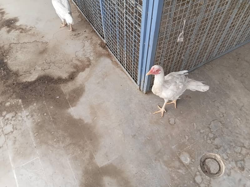 shamo and heera cross 7