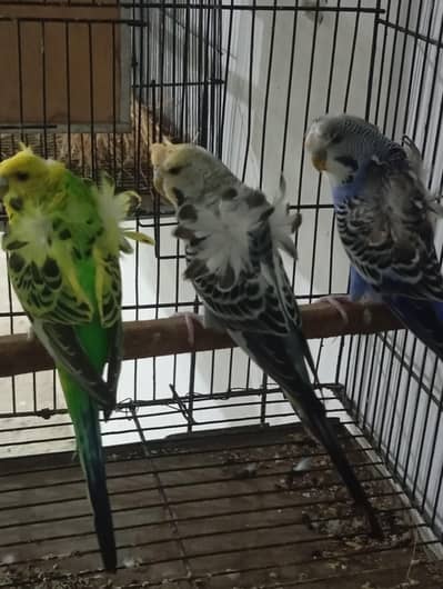 hogoromo birds and cage for sale