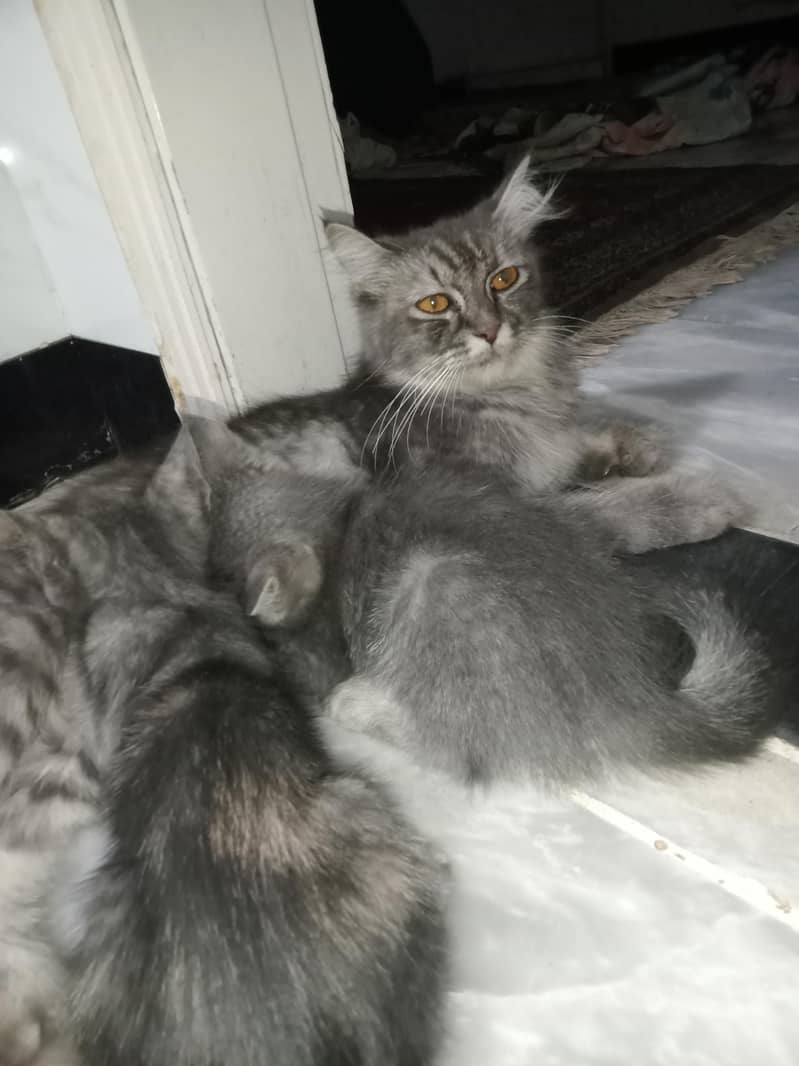 Persian Cat With 2 Kittens 0