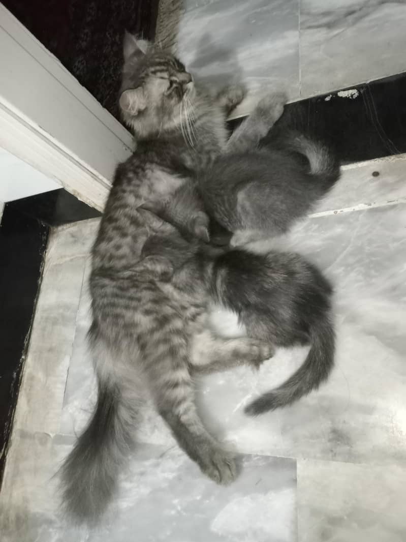 Persian Cat With 2 Kittens 1