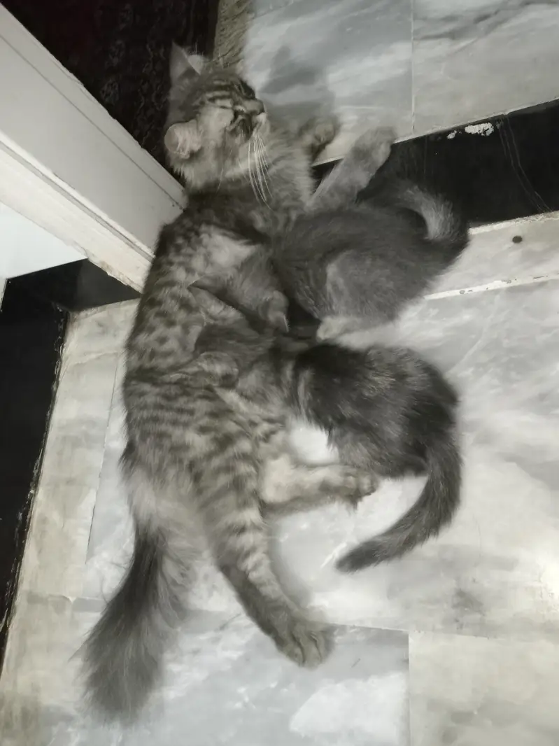 Persian Cat With 2 Kittens — photo 2