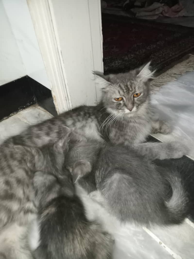 Persian Cat With 2 Kittens 2
