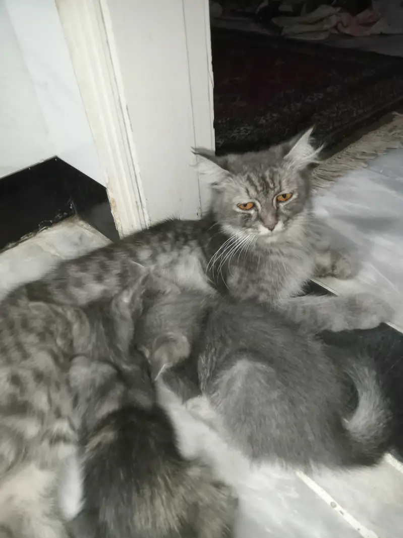Persian Cat With 2 Kittens — photo 3