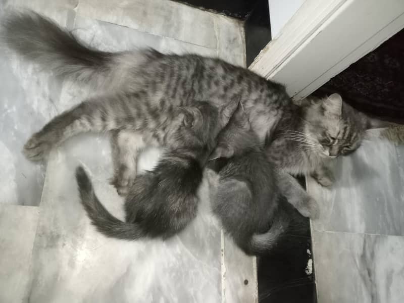 Persian Cat With 2 Kittens 3