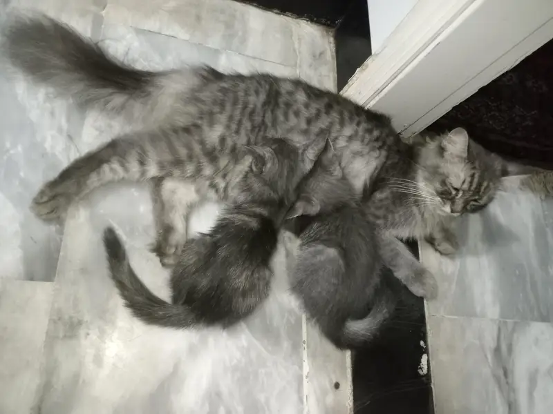 Persian Cat With 2 Kittens — photo 4
