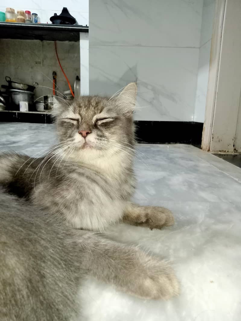 Persian Cat With 2 Kittens 4