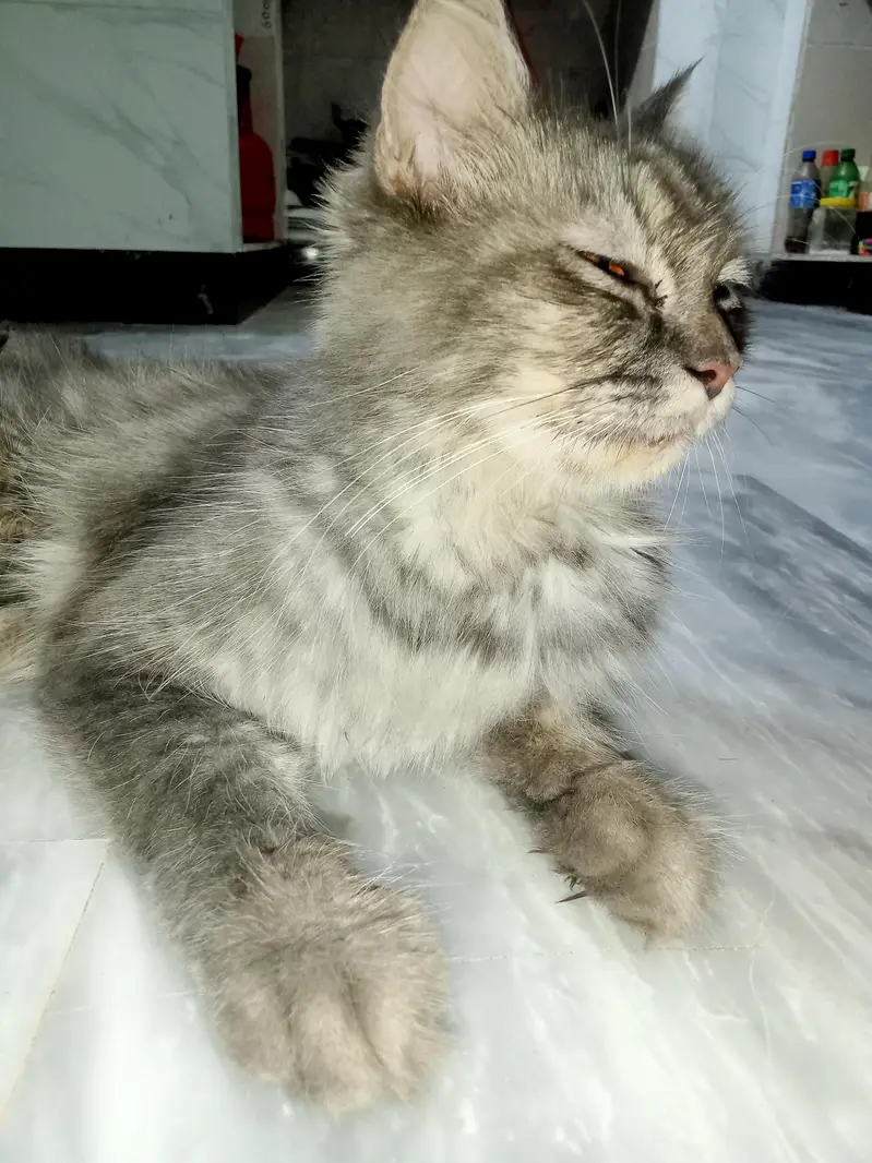 Persian Cat With 2 Kittens — photo 6
