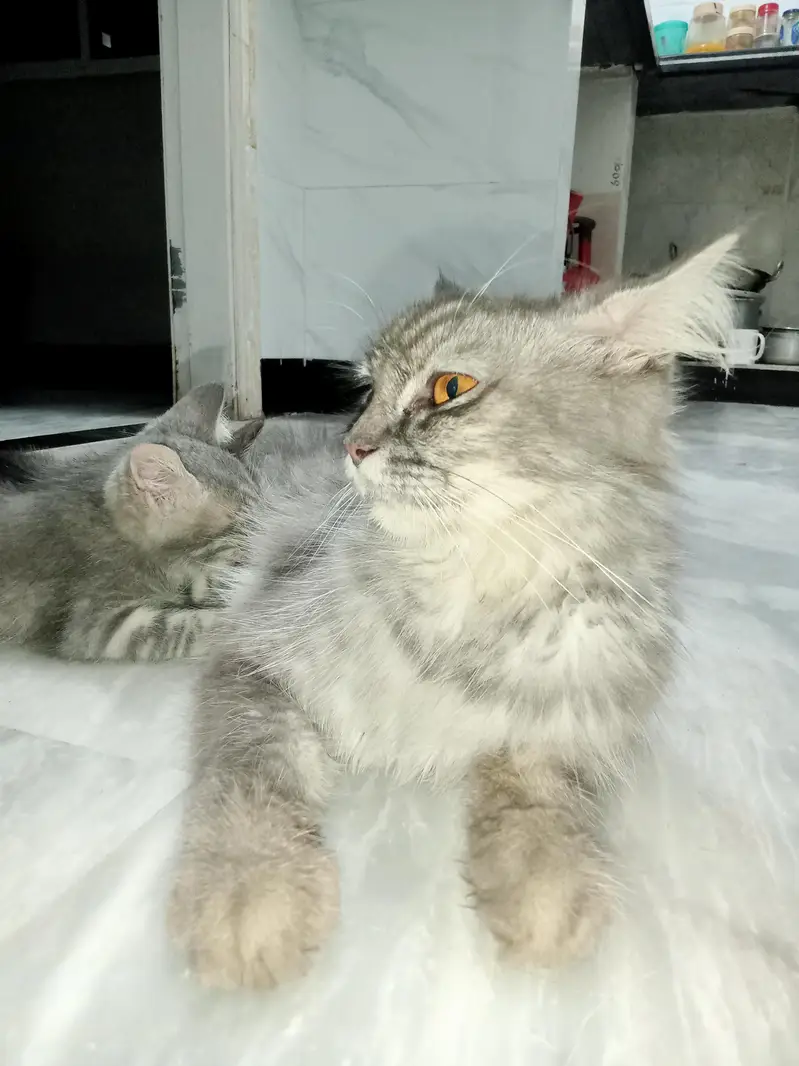 Persian Cat With 2 Kittens — photo 7