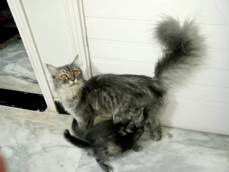 Persian Cat With 2 Kittens 7