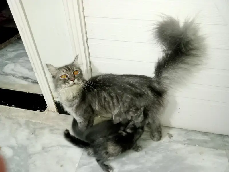 Persian Cat With 2 Kittens — photo 8