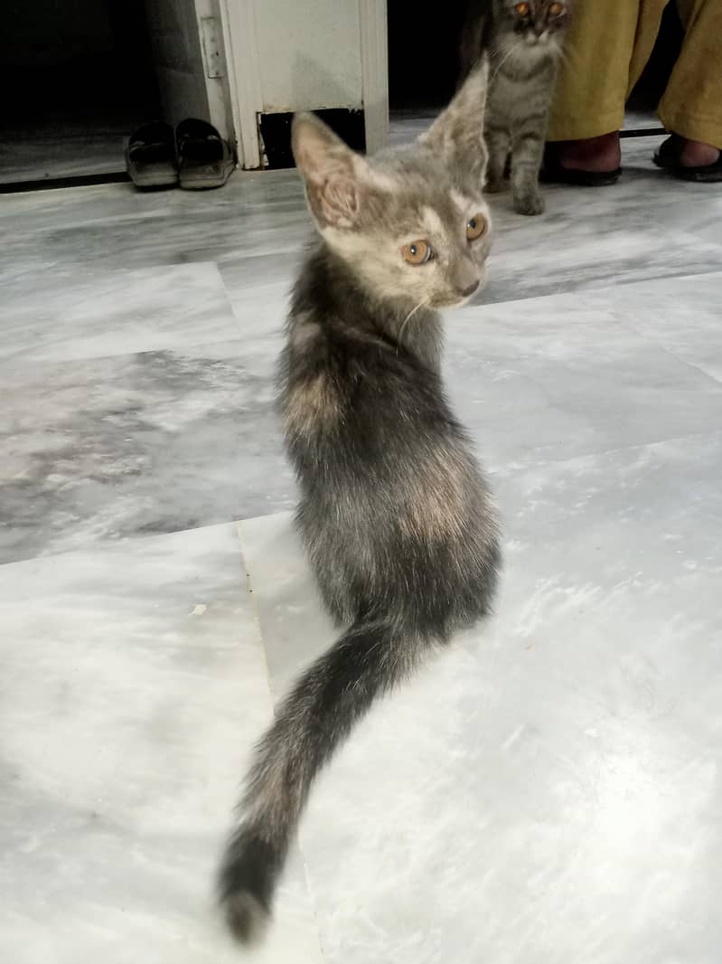 Persian Cat With 2 Kittens 9