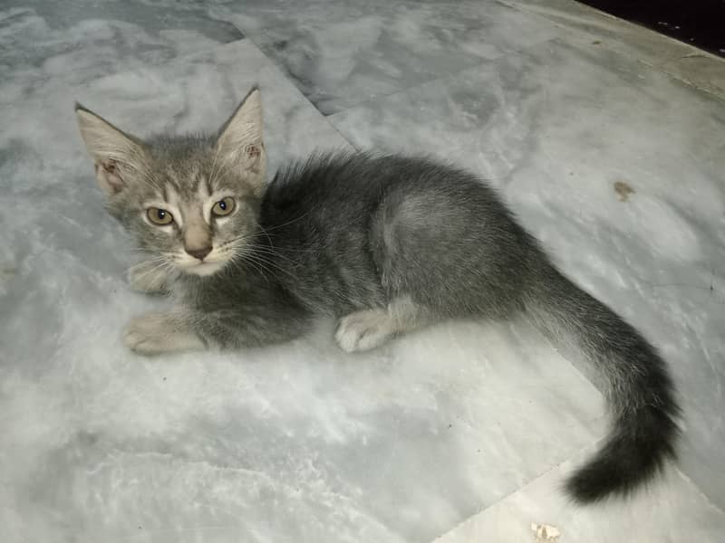 Persian Cat With 2 Kittens 10