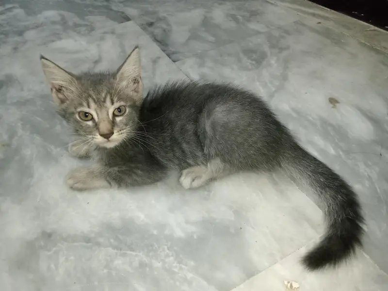 Persian Cat With 2 Kittens — photo 11