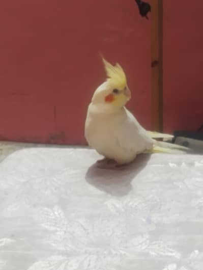 Hand tame cockatiel