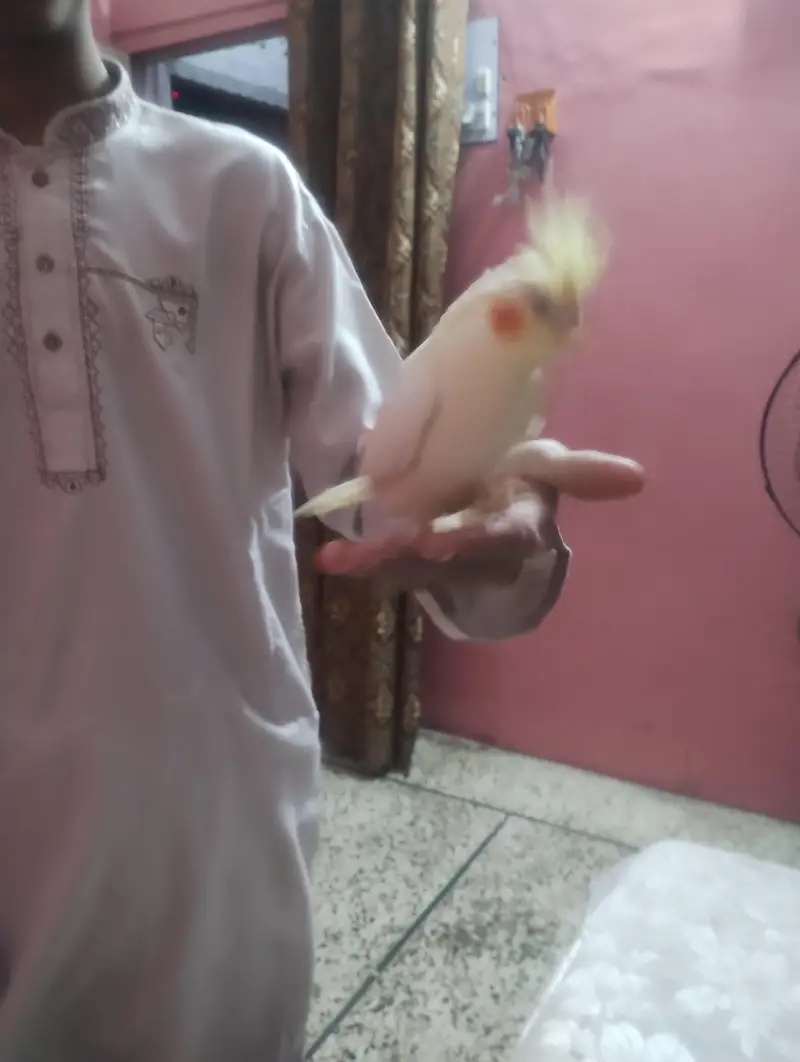 Hand tame cockatiel — photo 2