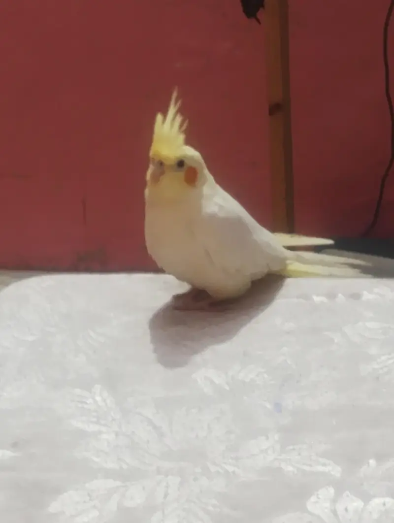 Hand tame cockatiel — photo 4