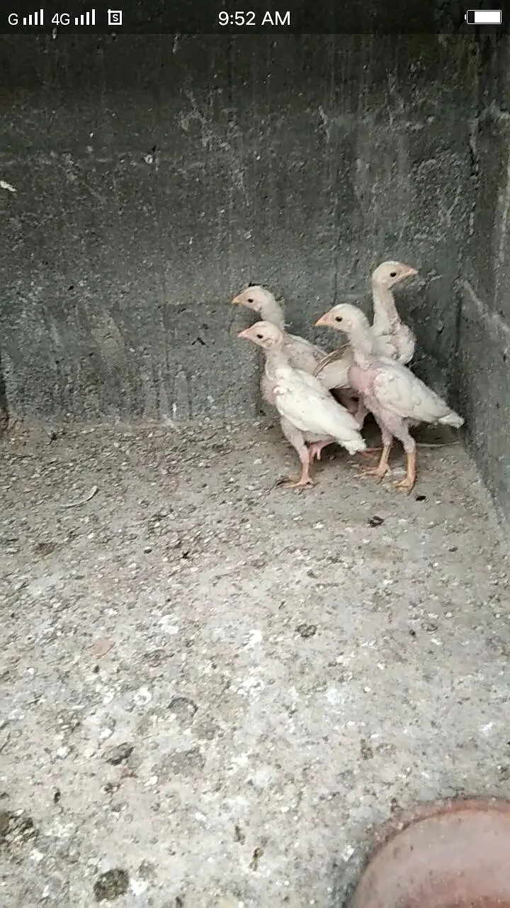 Heera aseel checks pepar wait  wait eyes k garnti ha — photo 2