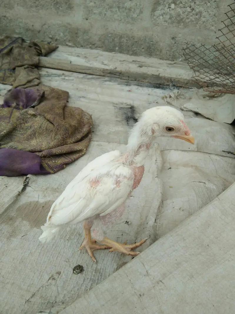 Heera aseel checks pepar wait  wait eyes k garnti ha — photo 3