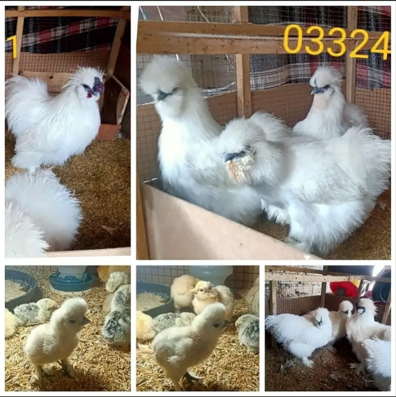 White Silkie, Silver Sebright Chicks 0332-4153261 — photo 4