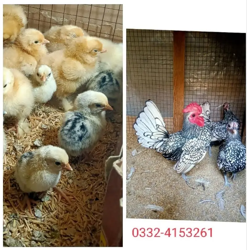 White Silkie, Silver Sebright Chicks 0332-4153261 — photo 5