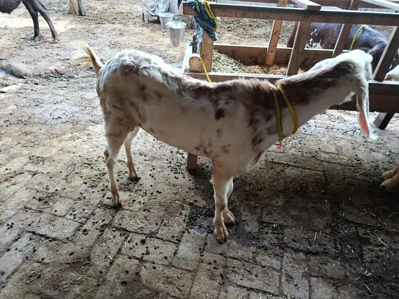 tqreb 6mothn sy oper hn — photo 2