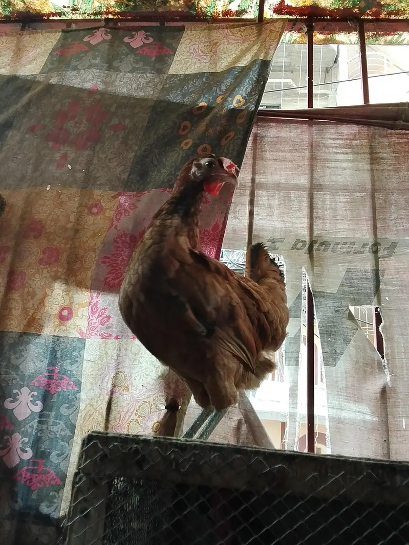 Desi murgha or murghi — photo 2