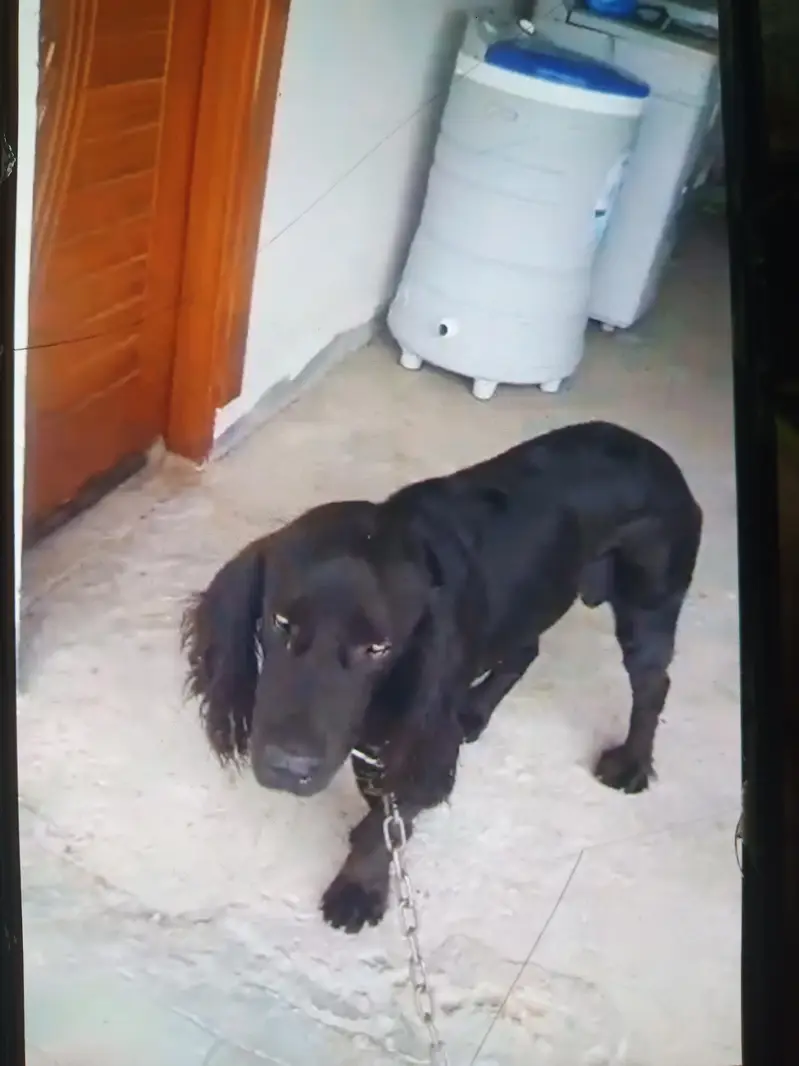 English Springer spaniel for sale