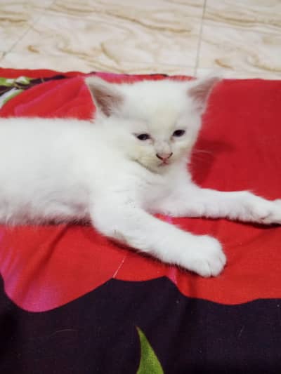 selling Persian kittens pair