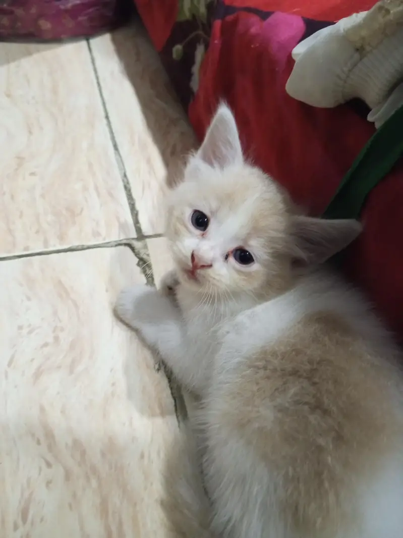selling Persian kittens pair — photo 2