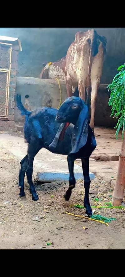 Desi beetal makhi cheeni female