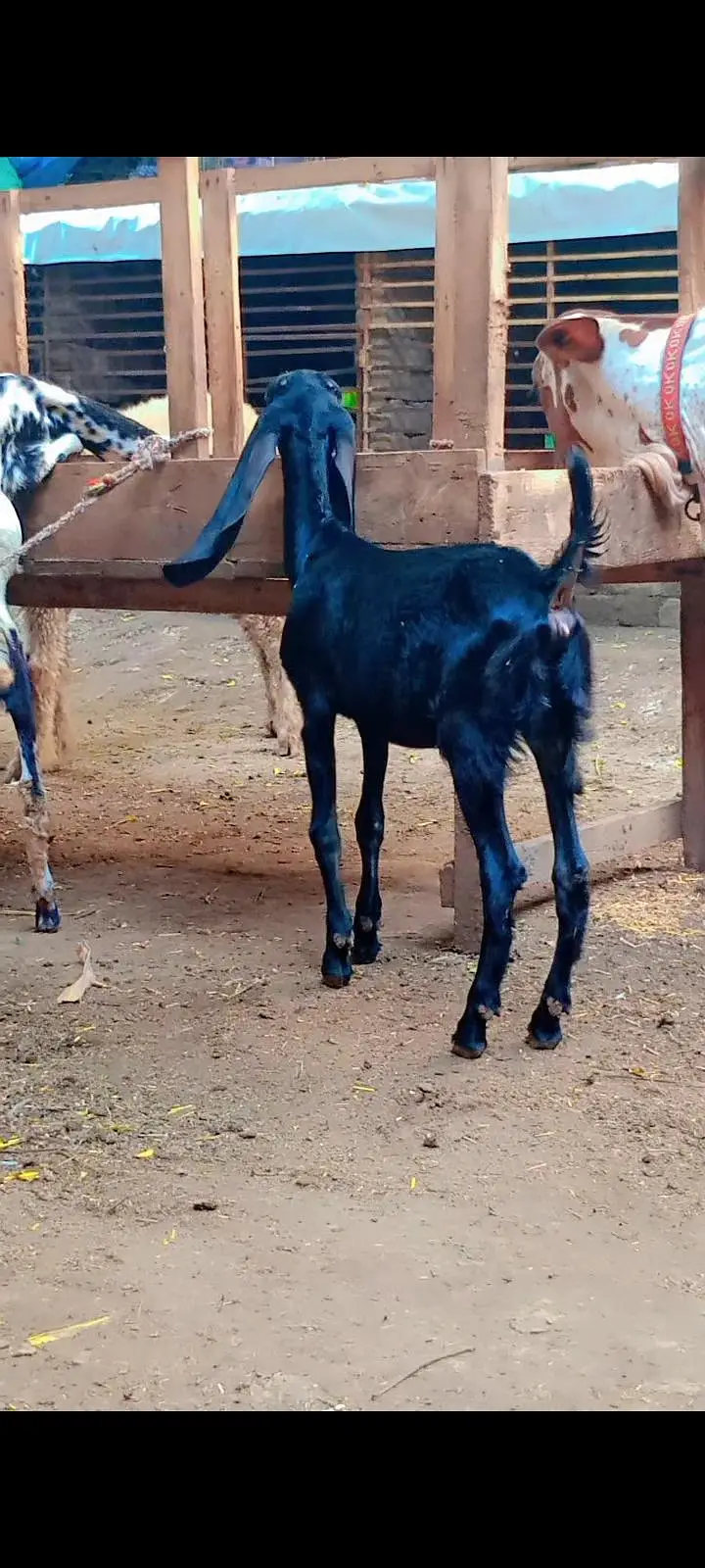 Desi beetal makhi cheeni female — photo 2