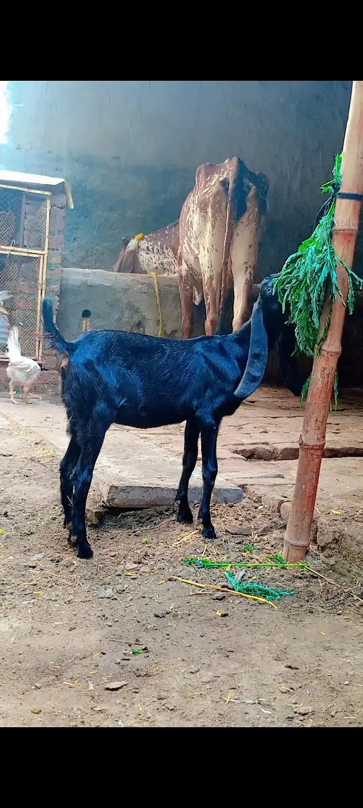 Desi beetal makhi cheeni female — photo 3