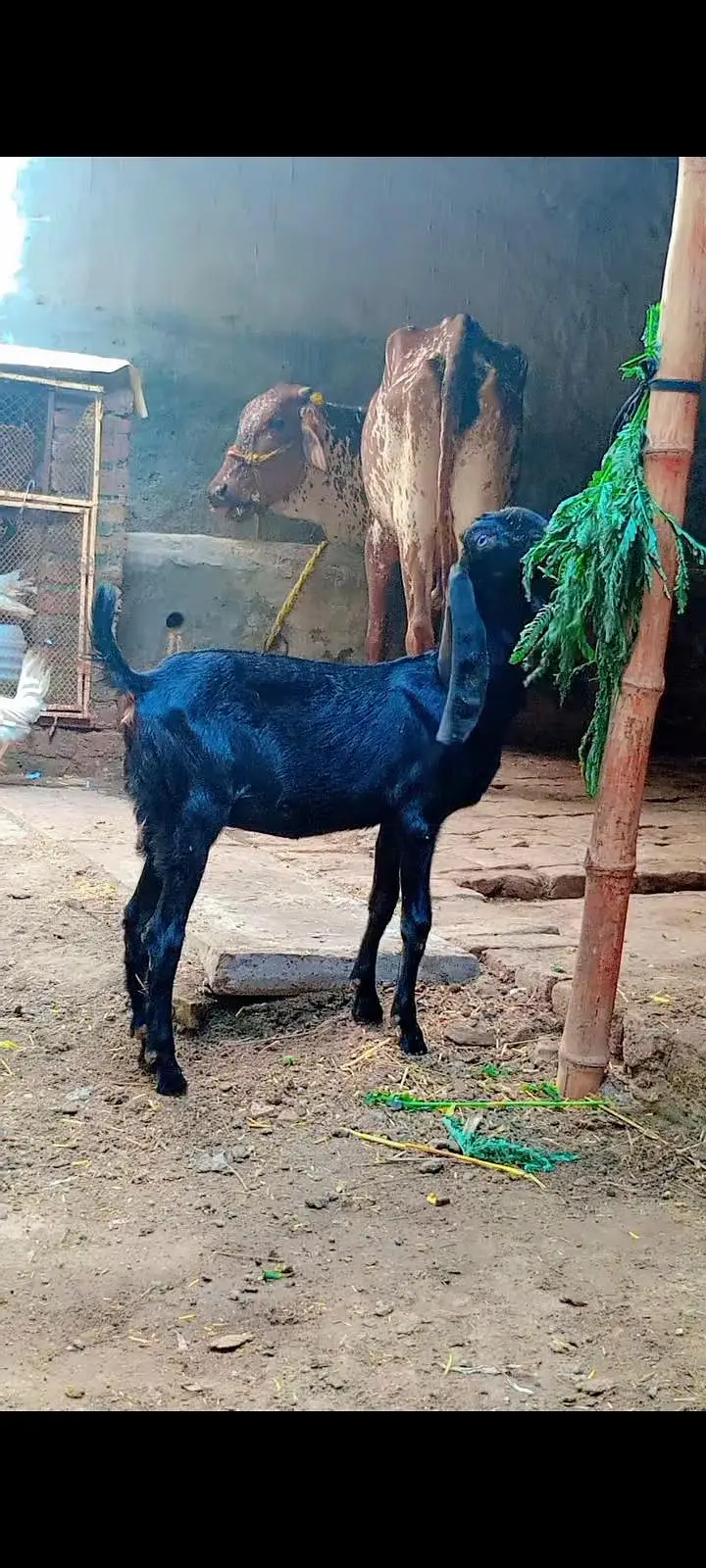 Desi beetal makhi cheeni female — photo 4