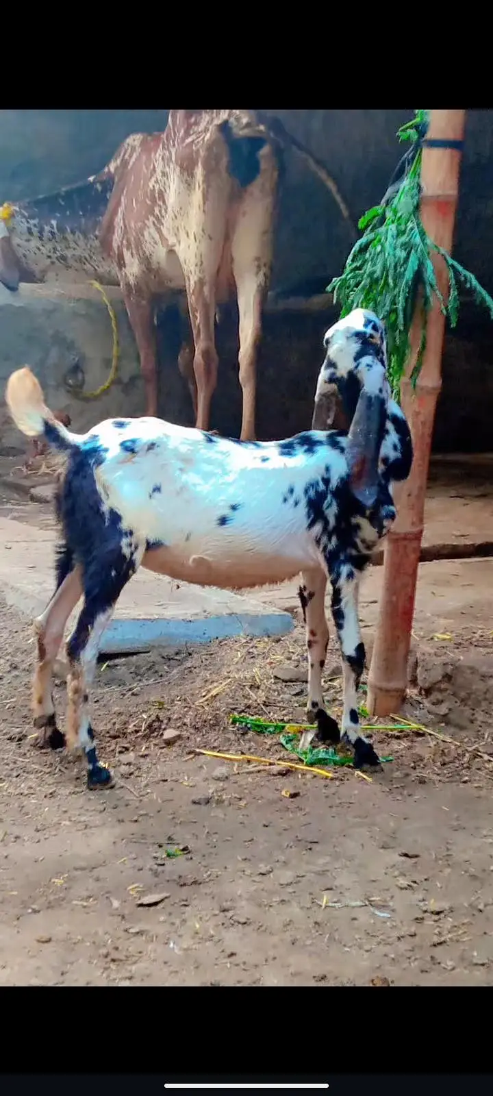 Desi beetal makhi cheeni female — photo 5