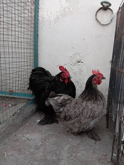 Bantam Breeder pair