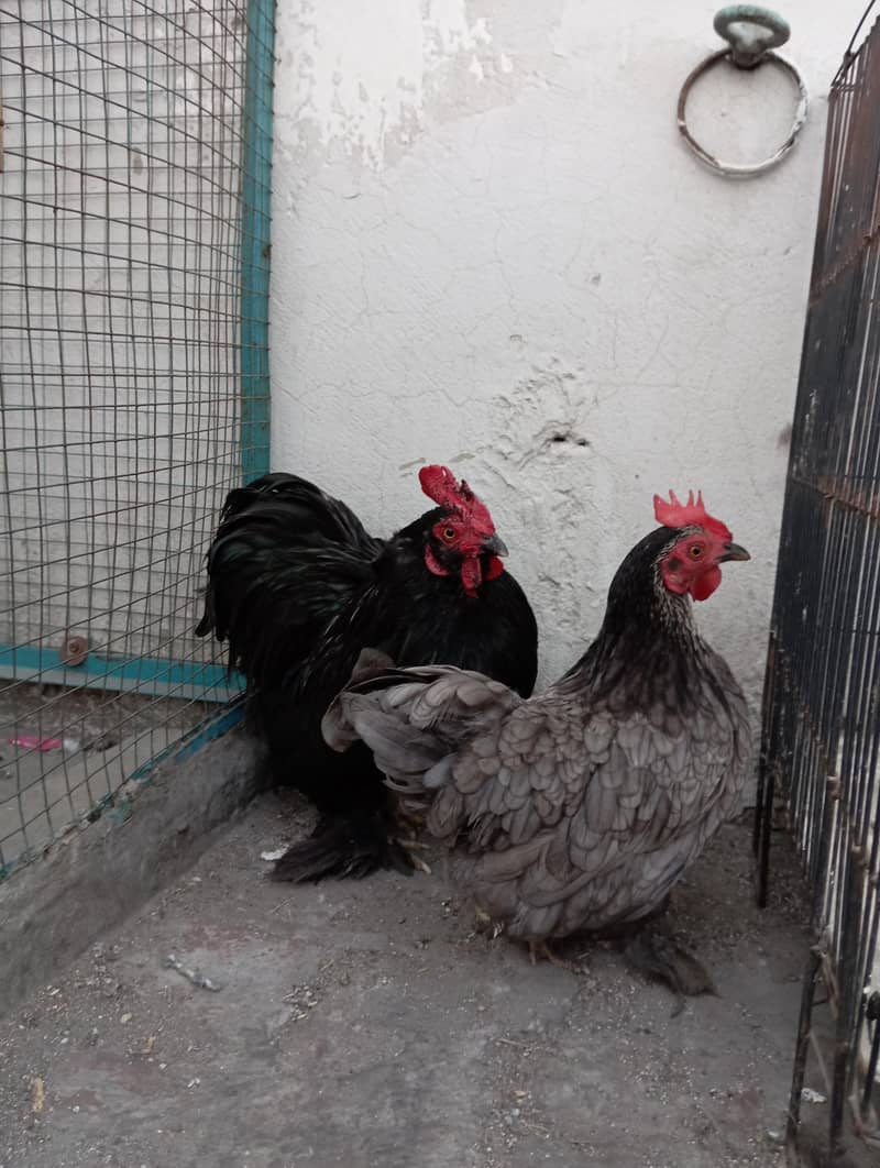 Bantam Breeder pair 0
