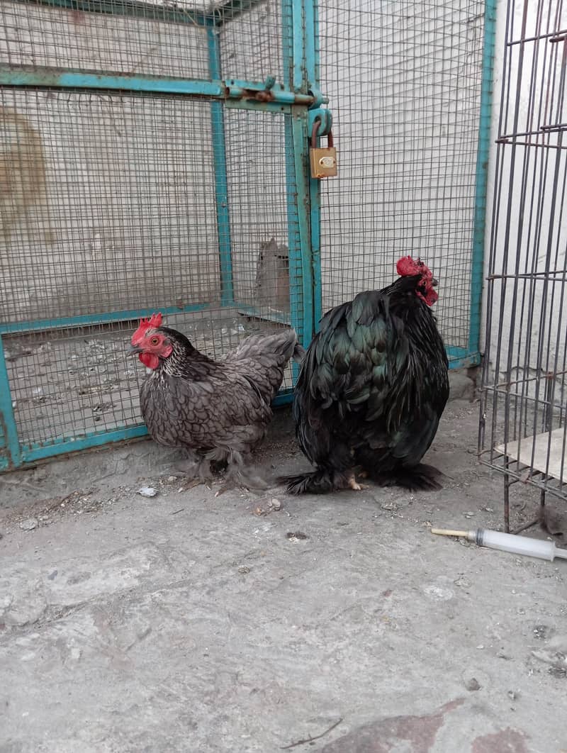 Bantam Breeder pair 1