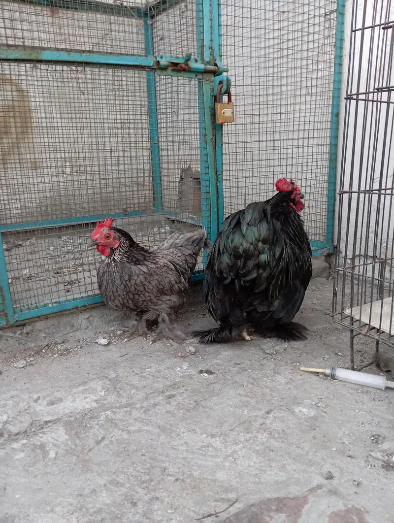 Bantam Breeder pair — photo 2