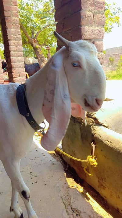 For sale bakri sath path price final he