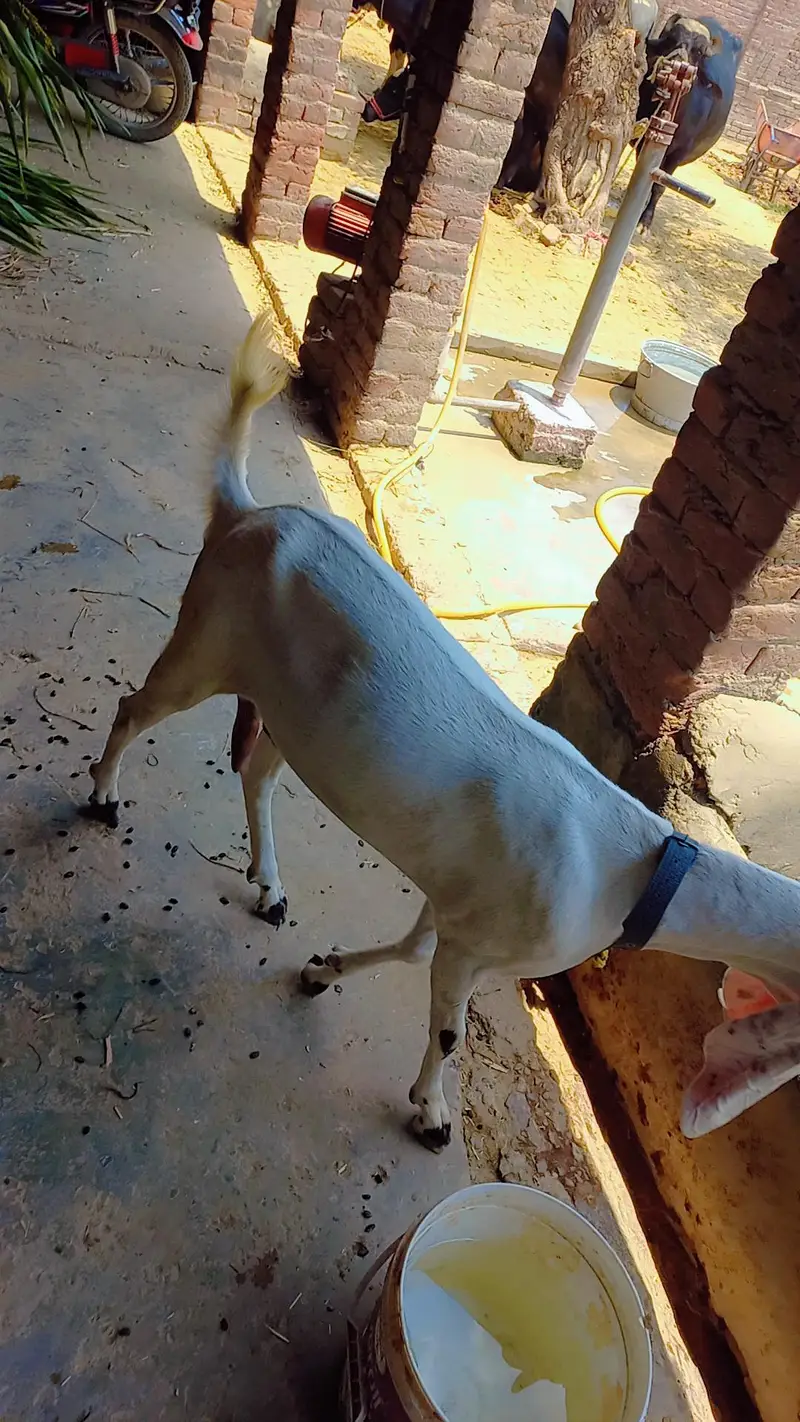 For sale bakri sath path price final he — photo 2