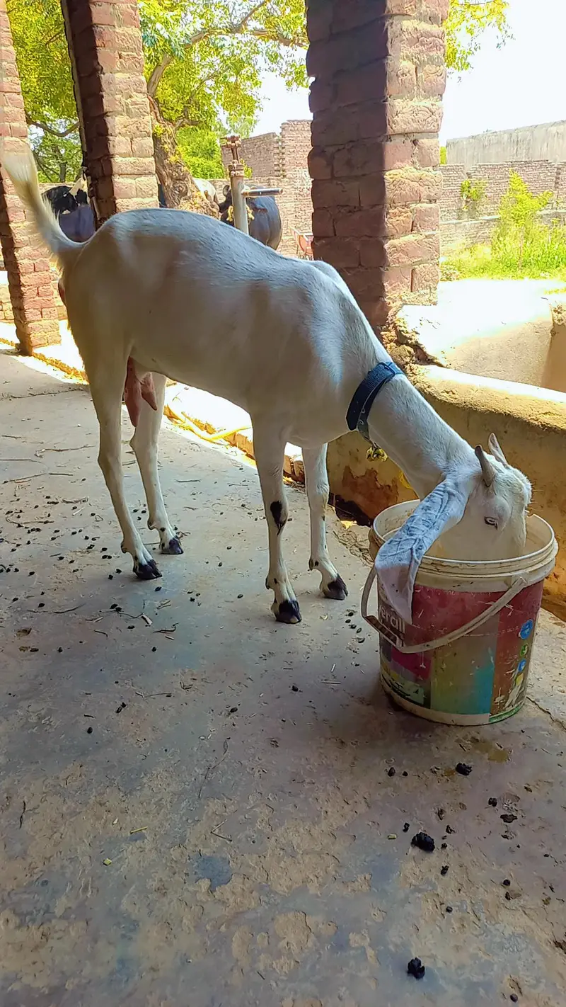 For sale bakri sath path price final he — photo 3