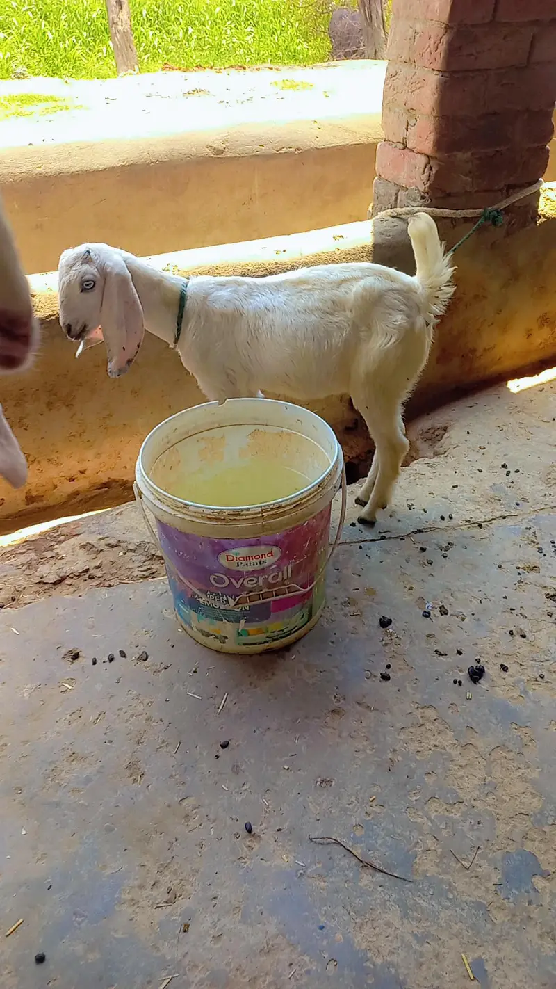 For sale bakri sath path price final he — photo 4