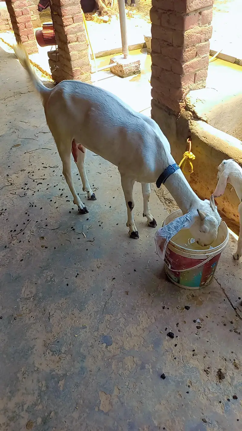 For sale bakri sath path price final he — photo 6