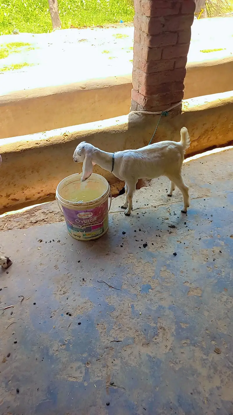 For sale bakri sath path price final he — photo 7