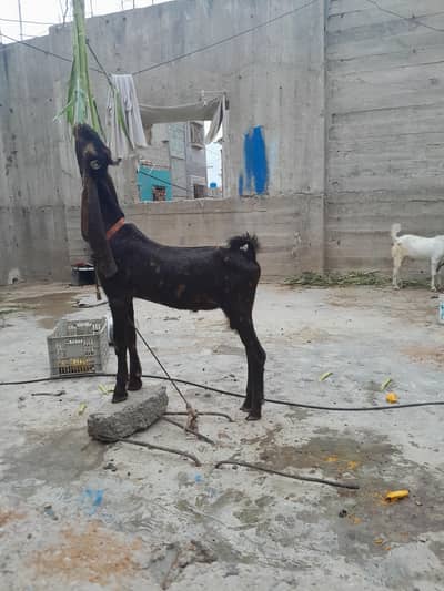 pure kamori bakra urgent sale only WhatsApp 03152344578